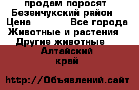 продам поросят .Безенчукский район  › Цена ­ 2 500 - Все города Животные и растения » Другие животные   . Алтайский край